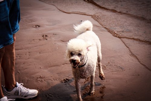 Elliot dries off after his romp